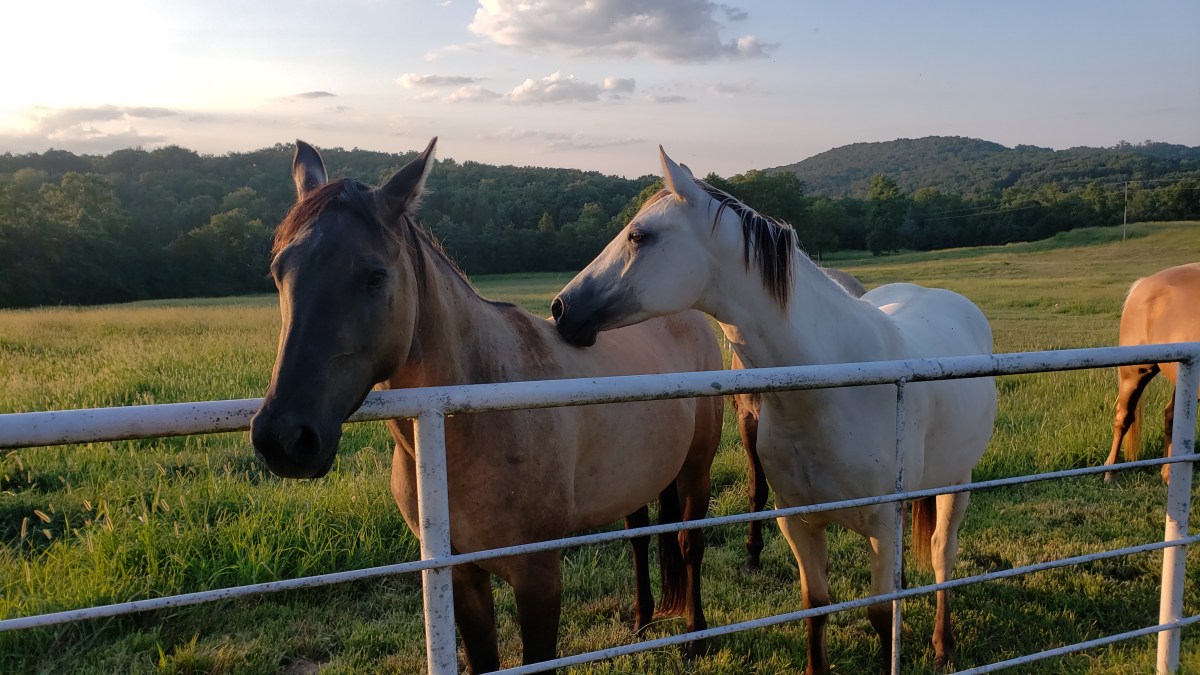 About – The Bar Hi Ranch